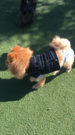 黒ポメ姫ちゃん笑顔❤の記事動画