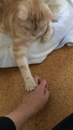 シャカとの記事動画