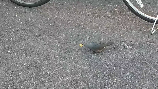 金柑のチカラの記事動画