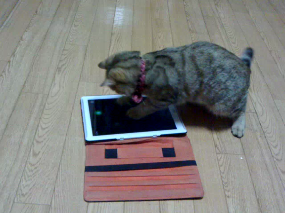 チャッピー生後6ヶ月になりました(^_^)の記事動画