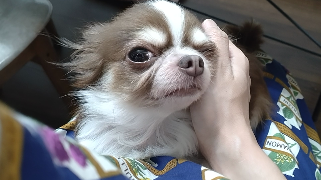 茶々丸５歳の誕生日の記事動画