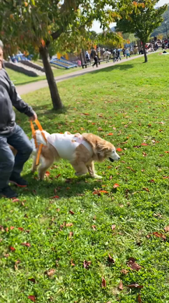 再生「不能」エネルギーの記事動画