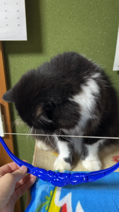 ロアの好きなこと（弓矢ぶんぶん）の記事動画