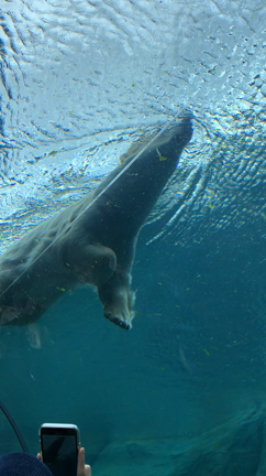 毎週動物園。の記事動画