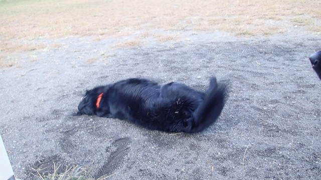 ラン(’-’*)♪ ～蓮～の記事動画