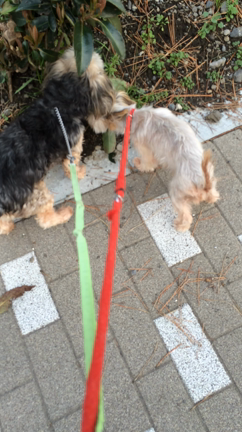 お散歩、お散歩〜♪の記事動画