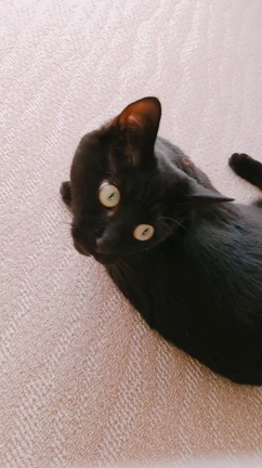 お願いにゃーの記事動画