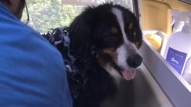 ボランティアトリミング   人との経験がわんちゃんの将来を決めるの記事動画