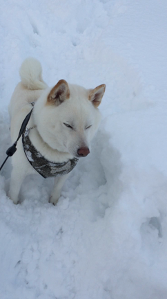 昨日の散歩の記事動画