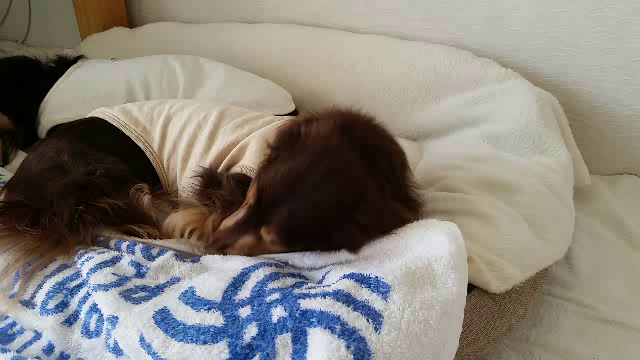 動物って、すごい！の記事動画