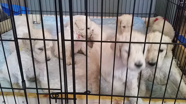 お迎えpart1～4(*^ー^)ノ♪の記事動画