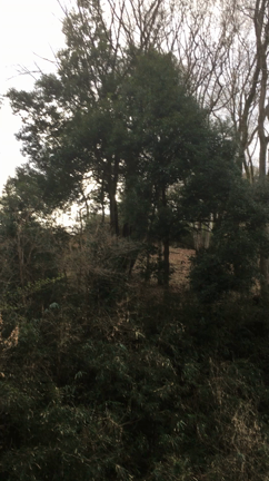 おはよう御座います！の記事動画