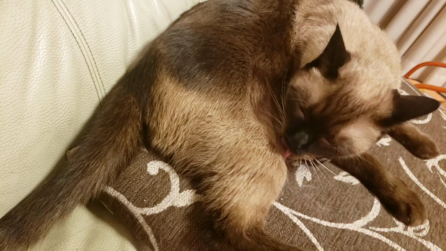 ホビー業界の守護神❤️　機動店長「くーたん」の記事動画