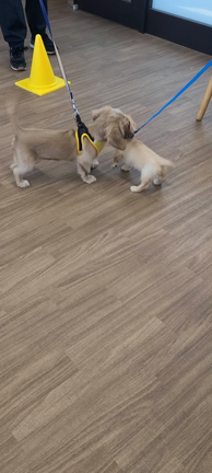 パピー教室の記事動画