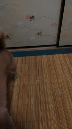 ここ最近の猛暑で❗(*≧∇≦)ﾉの記事動画