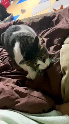 【猫ショート日記】ウーウー声出しながら遊ぶ…の記事動画