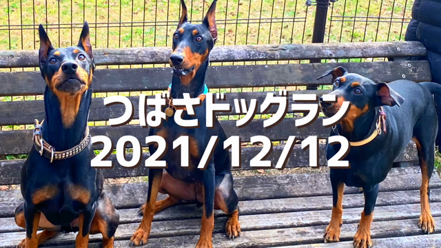 つばさドッグランの記事動画