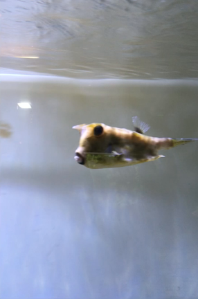 熱帯の旅の記事動画