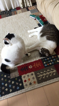 戦うニャンコ！の記事動画