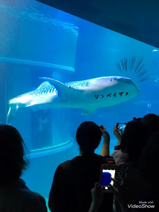 ゴールデンウィーク～生き物編～の記事動画