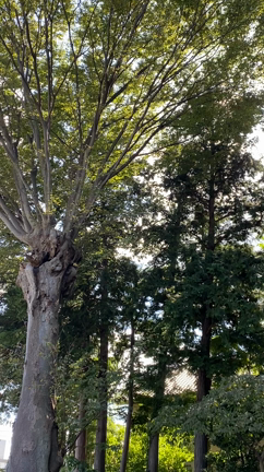 想いを残さず死ぬために、生きていますの記事動画