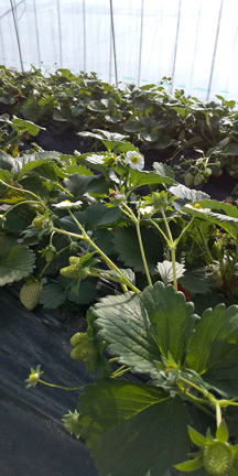 変形のいちごが多い..の記事動画