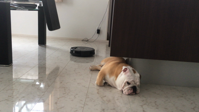 ルンバとの関係の記事動画