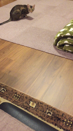 就寝前になると傍にくる猫の動画の記事動画