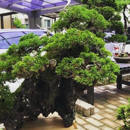 盆栽のおすすめ本 石付編 | Vintage Bonsai 〜盆栽＆北欧ヴィンテージ〜
