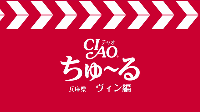 ちゅーるなヴィンちゃんの記事動画