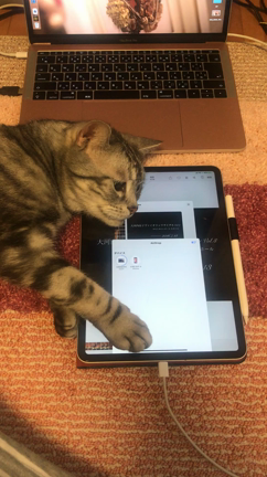 動画編集とニャンズの記事動画