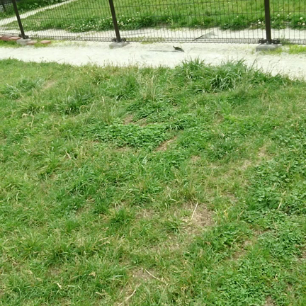 今日のみくさん～No.11の記事動画