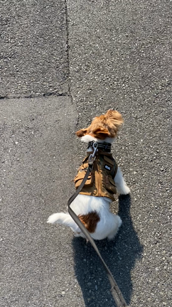 イチ　端午の節句　健やかに‼️の記事動画