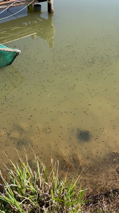 3月19日、4月22日、片平フィッシングエリア！の記事動画