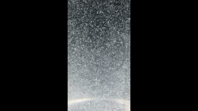 次回は9月17日(日)こちらに出店します✨メダカ販売＆めだかすくいの記事動画