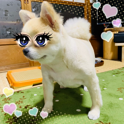 ワンコの視線の先には‼️の記事動画