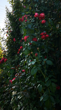 夏バラの記事動画