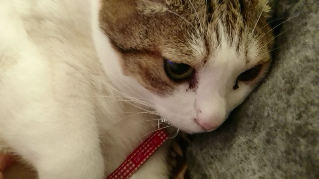 ゴロゴロキモチイイ☆の記事動画