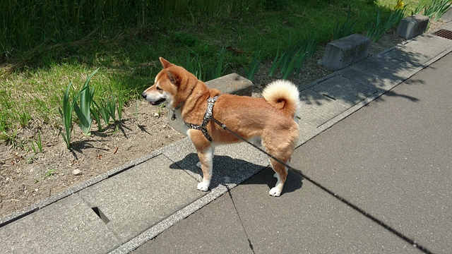 昨日の記事を。の記事動画