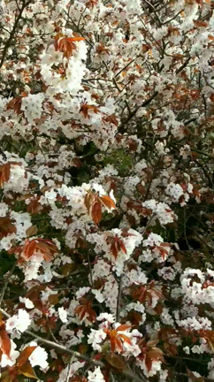 ウグイスの鳴き声と芦屋川周辺の桜の記事動画