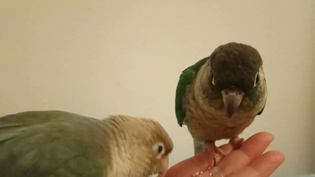 もう一羽で悩みに悩み中の記事動画