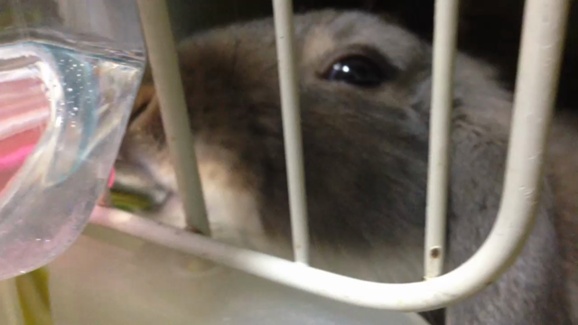 至急拡散の記事動画