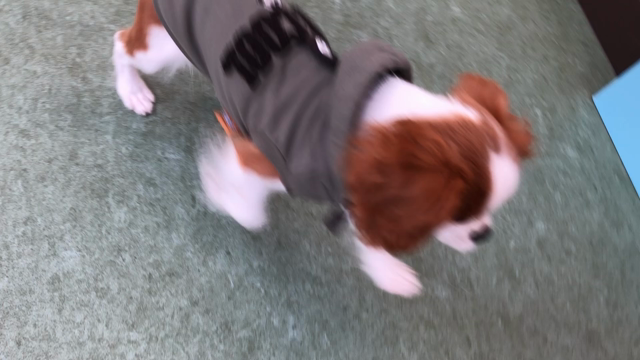 ふれあいの記事動画