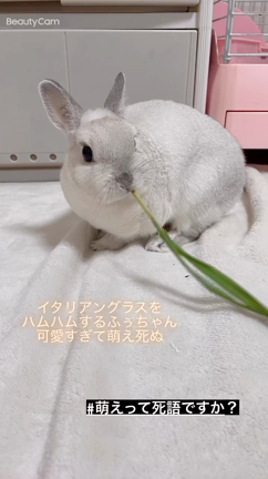 成長期の記事動画