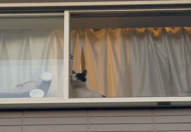 富士子は里親様募集中です！の記事動画