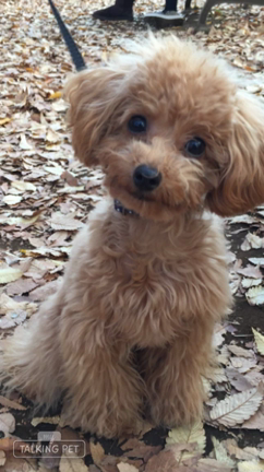 やっほー♡の記事動画