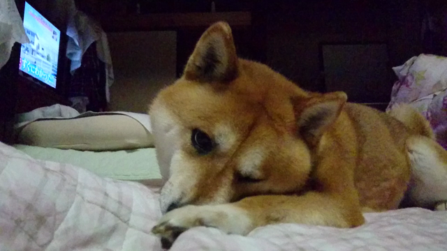 ゆうべのけん太。の記事動画