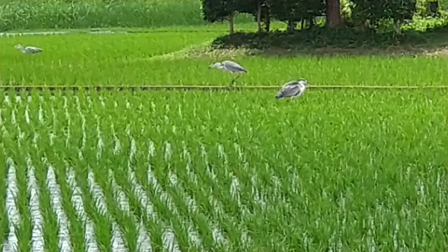 白サギと今日の収穫野菜の記事動画