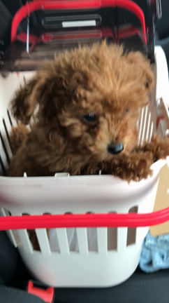 調子に乗っちゃっての記事動画