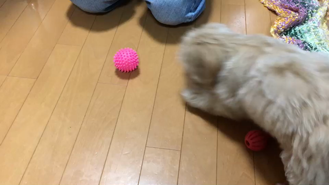 クリスハート世界遺産劇場日光東照宮。の記事動画